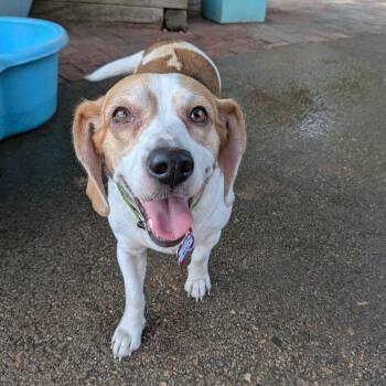 Molly -  Beagle Dog for Adoption in Wake Forest, North Carolina - Molly | PetCurious