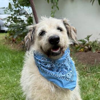 Duke -  Terrier Dog for Adoption in Goleta, California - Duke | PetCurious