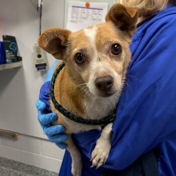 Snugglebug -  Mixed Breed Dog for Adoption in Greenville, South Carolina - Snugglebug | PetCurious
