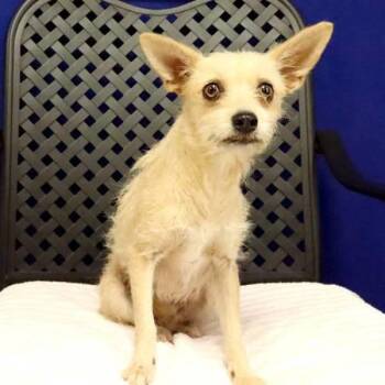 Fizz -  Cairn Terrier Dog for Adoption in Midland, Texas - Fizz | PetCurious