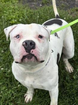 Hobbs -  American Bulldog Dog for Adoption in Lancaster, Ohio - Hobbs | PetCurious