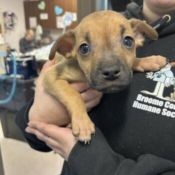 Boxer and Mixed Breed Dogs Available for Adoption - Gingham | PetCurious