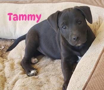 Black Labrador Retriever Dogs Available for Adoption in Pembroke, Massachusetts - Tammy | PetCurious