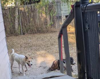 Casey -  Anatolian Shepherd and Labrador Retriever Dog for Adoption in Orange Grove, Texas - Casey | PetCurious