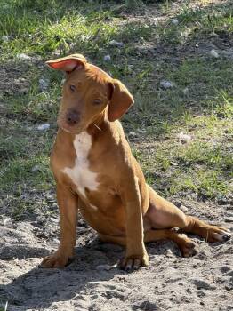 Mixed Breed Dogs Available for Adoption in Gainesville, Florida - Hank | PetCurious