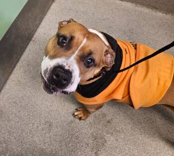 Jade -  Pit Bull Terrier Dog for Adoption in Bloomington, Indiana - Jade | PetCurious
