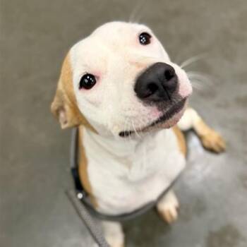 Happy -  Mixed Breed Dog for Adoption in Bentonville, Arkansas - Happy | PetCurious