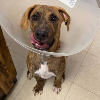 Huck -  Plott Hound and Boxer Dog for Adoption in Milford, Iowa - Huck | PetCurious
