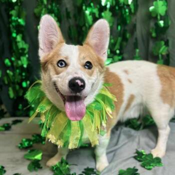 Cardigan Welsh Corgi Dogs Available for Adoption - PINATA | PetCurious