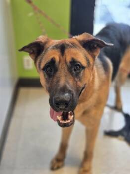 German Shepherd Dog and Mixed Breed Dogs Available for Adoption - CACTUS | PetCurious