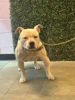 Pit Bull Terrier and Mixed Breed Dogs Available for Adoption - 60747450 | PetCurious