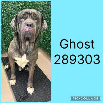 GHOST -  Great Dane and Neapolitan Mastiff Dog for Adoption in Macon, Georgia - GHOST | PetCurious