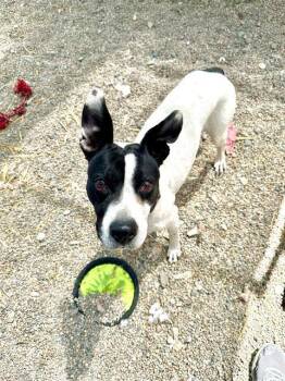 Rescue Boston Terrier and Pit Bull Terrier Dogs for Adoption in Frisco, Colorado - ROSELLA | PetCurious