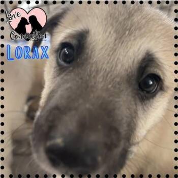 Shepherd Dogs Available for Adoption in Gilbert, Arizona - Lorax | PetCurious