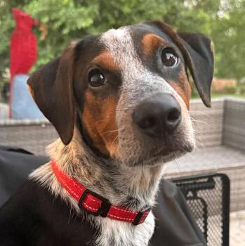 Pauly D (AO36879) -  Australian Cattle Dog Blue Heeler Dog for Adoption in Kansas City, Kansas - Pauly D (AO36879) | PetCurious