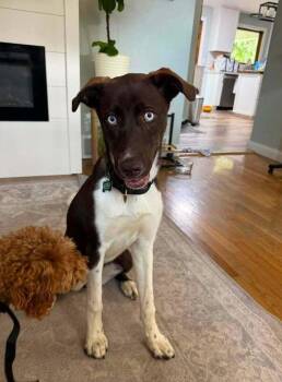 Hazel -  Husky and German Shorthaired Pointer Dog for Adoption in Saginaw, Michigan - Hazel | PetCurious