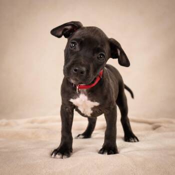 American Bully Dogs Available for Adoption in Miami, Florida - Daki  | PetCurious