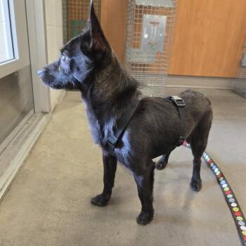Onyx -  Mixed Breed Dog for Adoption in Pittsburgh, Pennsylvania - Onyx | PetCurious