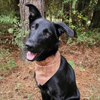 Rescue German Shepherd Dog Dogs for Adoption in Bonifay, Florida - Velma | PetCurious