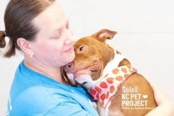 Soleil -  Pit Bull Terrier and Mixed Breed Dog for Adoption in Kansas City, Missouri - Soleil | PetCurious