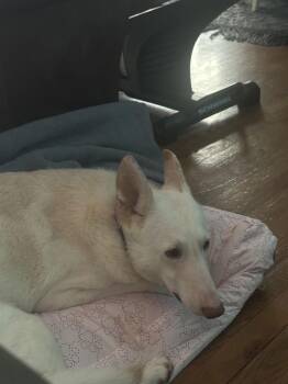 White German Shepherd Dogs Available for Adoption - Sugar (aka Cherryl)  Not At The Shelter (Allison) | PetCurious