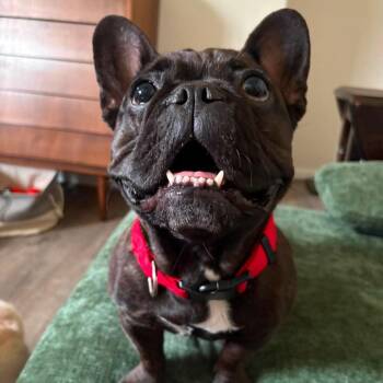 Winnie -  French Bulldog and Mixed Breed Dog for Adoption in Jarrettsville, Maryland - Winnie | PetCurious