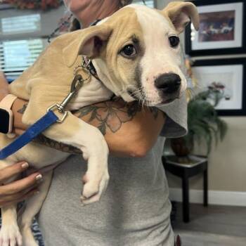 Lily Bit -  Mixed Breed Dog for Adoption in Lake Panasoffkee, Florida - Lily Bit | PetCurious
