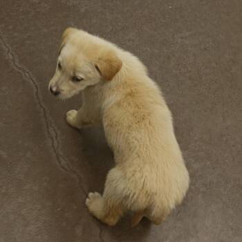 Yellow Labrador Retriever Dogs Available for Adoption - Maddie | PetCurious