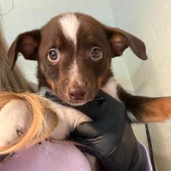 Mixed Breed Dogs Available for Adoption in Huntington, West Virginia - Scoobi | PetCurious