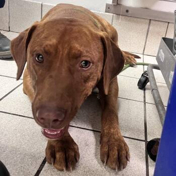 Contestant #3: Red -  Mixed Breed Dog for Adoption in Charleston, West Virginia - Contestant #3: Red | PetCurious
