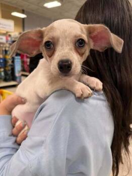 Rescue Chihuahua Dogs for Adoption in Holly Springs, North Carolina - Jo - Little Women Litter | PetCurious