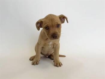 Pit Bull Terrier and Mixed Breed Dogs Available for Adoption in Brentwood, Missouri - PATRICK | PetCurious
