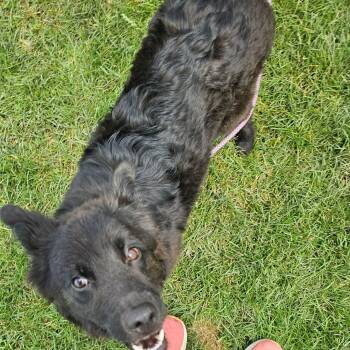 Mixy -  Australian Shepherd Dog for Adoption in Plainfield, Illinois - Mixy | PetCurious