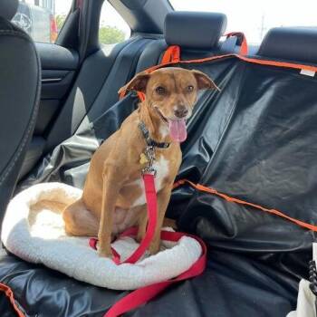 Honeybutter -  Terrier and Feist Dog for Adoption in Carencro, Louisiana - Honeybutter | PetCurious