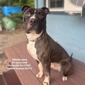 Havoc -  Pit Bull Terrier Dog for Adoption in Pottsville, Pennsylvania - Havoc | PetCurious