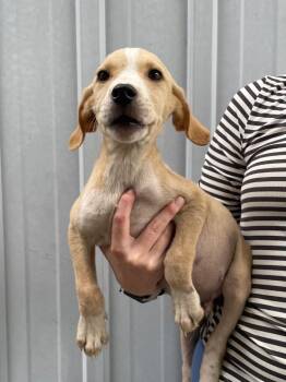 Hudson -  Labrador Retriever and Affenpinscher Dog for Adoption in Murray, Kentucky - Hudson | PetCurious