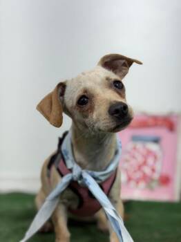 Norii-One of our Amazing Rescue Dogs -  Chihuahua and Mixed Breed Dog for Adoption in Carlsbad, California - Norii-One Of Our Amazing Rescue Dogs | PetCurious