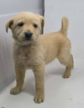 Labrador Retriever Dogs Available for Adoption in Brewster, New York - Yellow Ribbon (Y Litter) | PetCurious