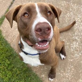 Pit Bull Terrier Dogs Available for Adoption in The Colony, Texas - Max | PetCurious