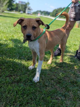 Rescue American Staffordshire Terrier and Greater Swiss Mountain Dog Dogs for Adoption in Holly Springs, North Carolina - Finch | PetCurious