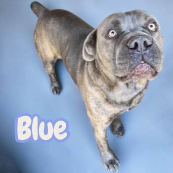 Blue - Giant Snuggley Lovebug. Leash & House Trained, Good with  -  Cane Corso Dog for Adoption in Chuckey, Tennessee - Blue - Giant Snuggley Lovebug. Leash & House Trained, Good With  | PetCurious