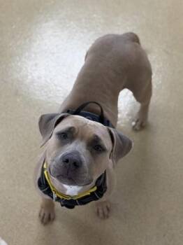 Mixed Breed Dogs Available for Adoption in North Miami Beach, Florida - Sahara | PetCurious