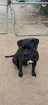 Rescue Boxer Dogs for Adoption in San Diego, California - Sir | PetCurious