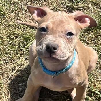 American Staffordshire Terrier and Mixed Breed Dogs Available for Adoption in Cartersville, Georgia - Snickers-Light Blue | PetCurious