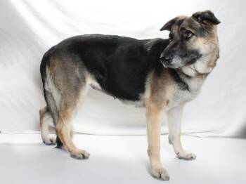 Rescue German Shepherd Dog Dogs for Adoption in Burbank, California - DORA | PetCurious