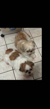 Shih Tzu Dogs Available for Adoption - ZzCourtesy Listing For Chewy (male)  & Coco (female) - Dogs Are  | PetCurious