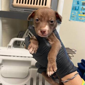 Mixed Breed Dogs Available for Adoption in Memphis, Tennessee - Maria | PetCurious