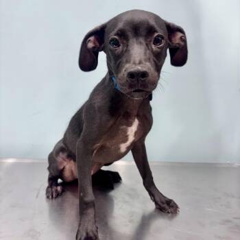 Tamera -  Black Labrador Retriever and Dachshund Dog for Adoption in Portland, Oregon - Tamera | PetCurious