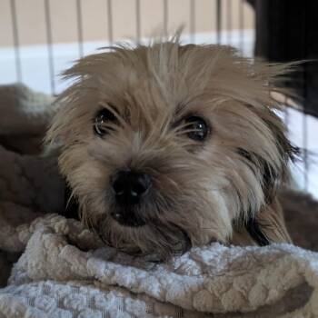 Dolly (aka Kinga) -  Shih Tzu Dog for Adoption in Pacifica, California - Dolly (aka Kinga) | PetCurious