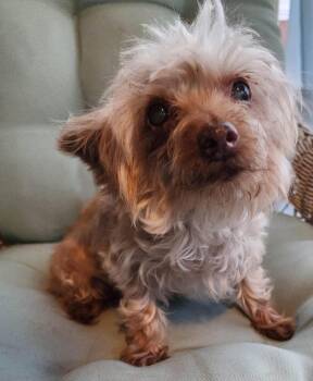 MAPLE -  Yorkshire Terrier Dog for Adoption in Southaven, Mississippi - MAPLE | PetCurious